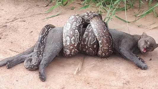 VIDEO: el impactante ataque de una boa lampalagua a un puma yaguarundi, en Salta