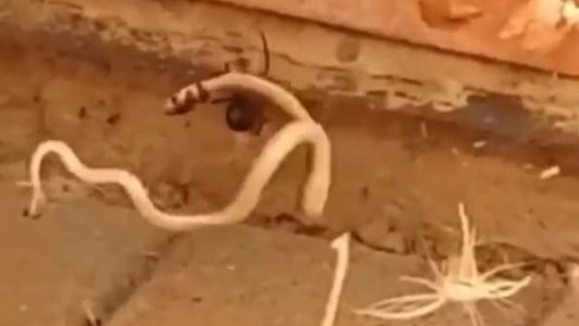 Video: Serpiente se enfrenta a una araña al quedar atrapada en sus redes