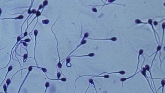 Fallo judicial: no podrá tener un hijo con el esperma de su marido muerto