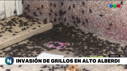 Invasión de grillos en Córdoba