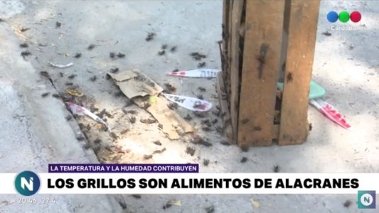 Invasión de grillos en Córdoba: la explicación de un especialista