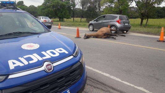 FOTOS: un hombre herido y dos caballos muertos por un accidente cerca de Alta Gracia
