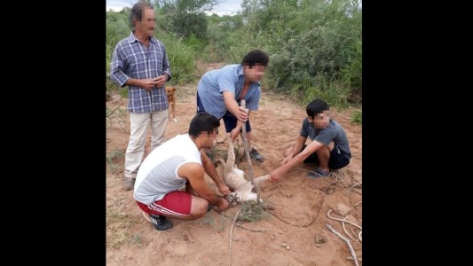 Cazadores cazados: los capturaron en el momento que tenían un puma entrampado