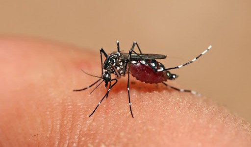 Atentos al coronavirus, pero el dengue es letal: hay dos muertos y 526 contagiados