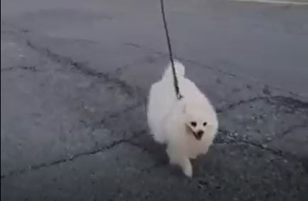 VIDEO: sacó a pasear a su perro con un dron para no violar la cuarentena