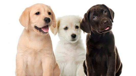 CORONAVIRUS: ¿Cómo cuidar a las mascotas durante la crisis sanitaria?