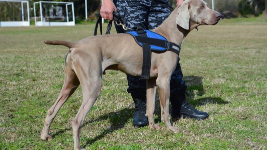 Bruno, el "Messi de los perros" que ayudó a detener al femicida de Monte Chingolo