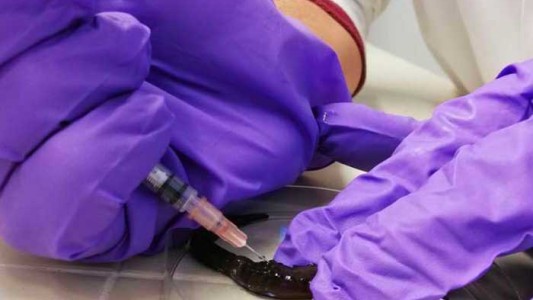 El avance en tratamientos contra el coronavirus: plasma de curados, fármacos, anticuerpos monoclonales y hemoglobina de un gusano marino