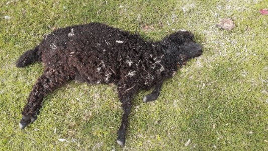 FOTOS - Delincuentes mataron 11 animales y aniquilaron la granja de un jardín maternal