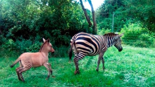 Nació un animal único en su especie de la cruza de una cebra y un burro