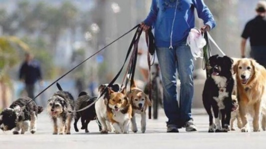 Gremio de paseadores de perros pide que se declare servicio esencial