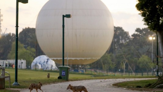 El lado B de la pandemia: chacales invaden un parque a plena luz del día