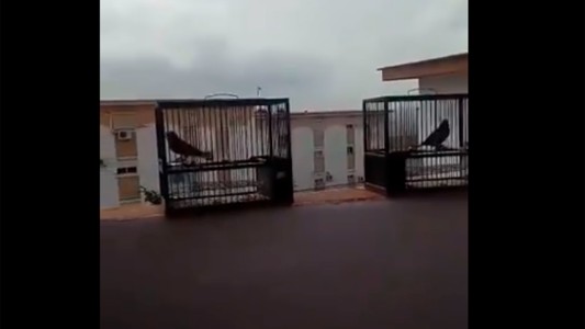 VIDEO: liberó a sus pajaritos porque con la cuarentena entendió el dolor de estar encerrado