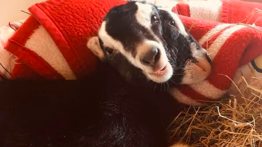 El video de la cabra que nació con dos cabezas: se alimenta por ambas bocas