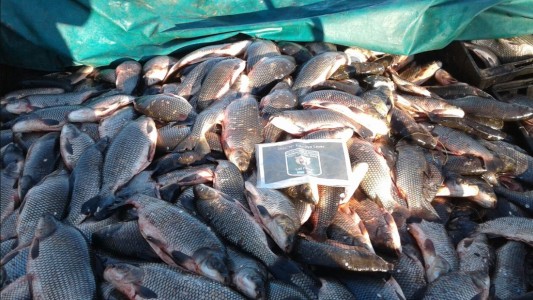 Decomisaron 4000 kilos de pescado en Entre Ríos