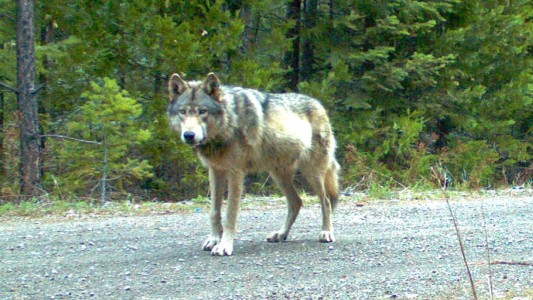 Después de 100 años vieron un lobo gris en Francia: creían que estaba extinguido