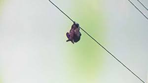 Video estremecedor: una nena de 9 años quedó colgando de un cable de alta tensión