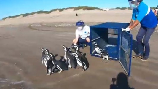 VIDEO: Diez pingüinos "rompieron" la cuarentena y regresaron al mar