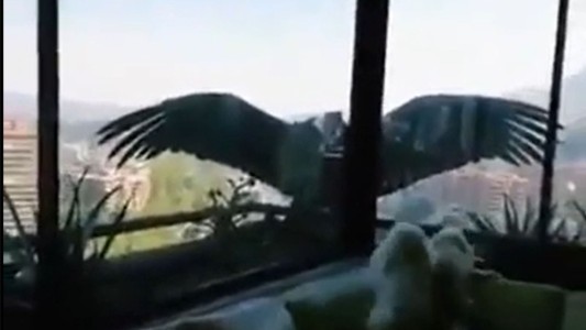 Videos: doso cóndores tratan de comerse a tres perritos en un edificio de Chile
