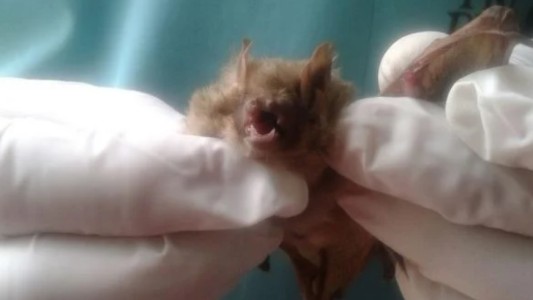 Murciélagos en San Luis: activan protocolo por "positivos al virus rábico"