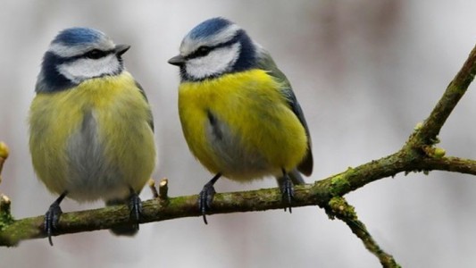 Una bacteria desconocida mató a 14.000 pájaros en Alemania