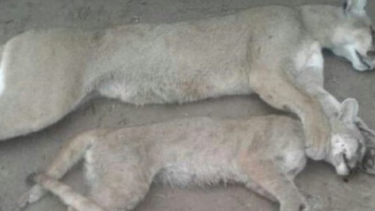 Un cazador violó la cuarentena: mató a un puma y sus dos cachorros