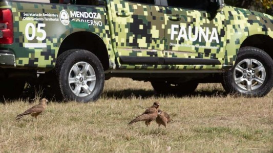 En el Día del Animal liberaron seis aves rapaces recuperadas del cautiverio en Mendoza