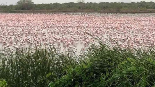 El lado b del coronavirus: una "alfombra rosa" de flamencos cubrió un lago de la India