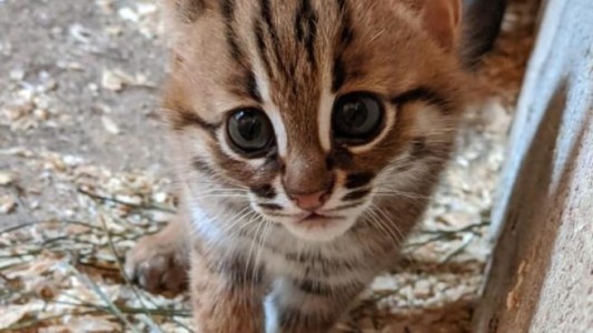 Video: nacieron dos cachorros de la raza más pequeña de gato salvaje