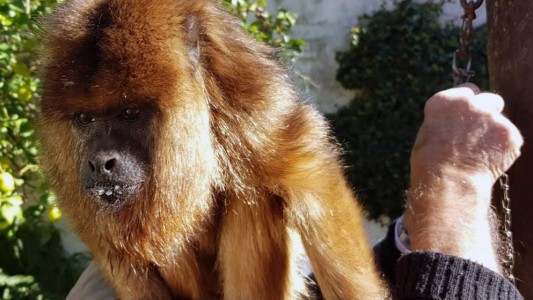 Rescataron a un mono que estaba atado en un patio