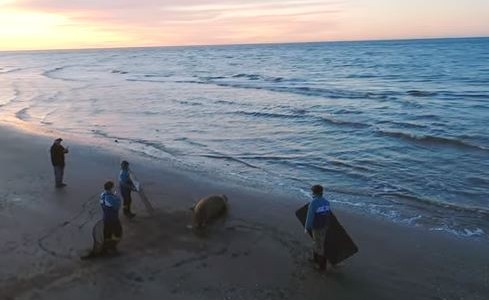 VIDEO: Un elefante marino encontrado en Lezama pudo volver al mar