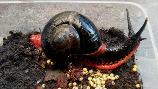 El extraño caracol de fuego que se volvió viral en las redes sociales