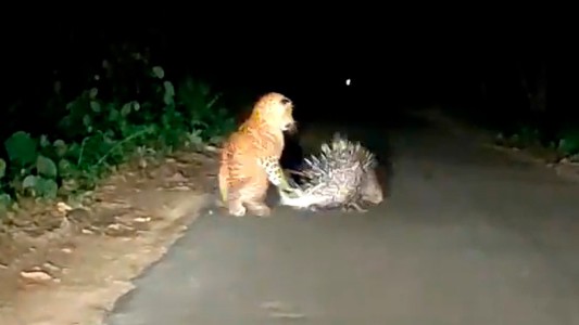 Video: la lección de un puercoespín a un leopardo