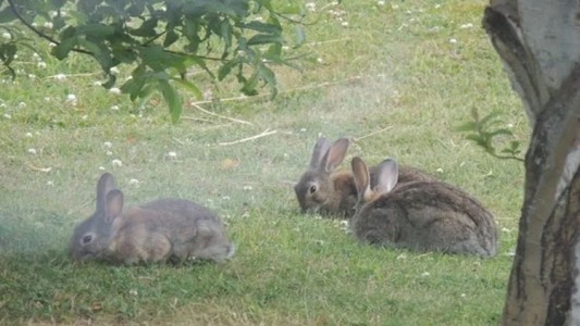 Polémica en Ushuaia: erradicarán conejos silvestres con gas fosfina