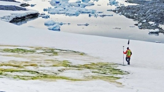 Por el cambio climático, la Antártida se está tiñendo de verde