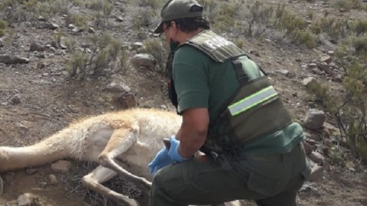 Detuvieron a un funcionario de Ambiente de San Juan por cazar guanacos