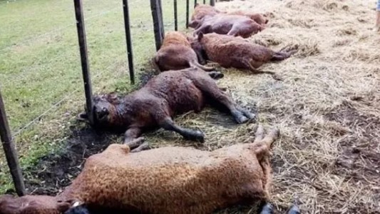 Video estremecedor: una centella mató a 13 terneros en Tapalqué