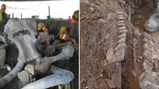 Hallaron restos de 60 mamuts donde construyen un aeropuerto