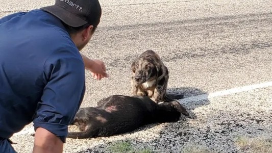El perrito que hizo guardia junto al cuerpo de su hermana atropellada