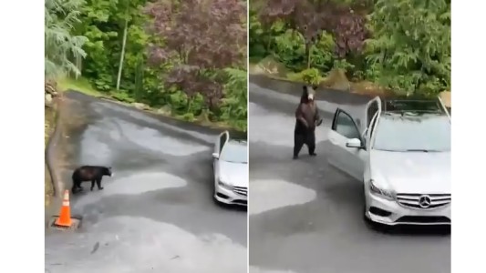 Video: se acercó un oso y le abrió la puerta del auto como si fuera un humano