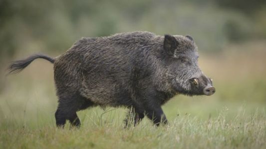 Jabalíes invaden las sierras, Provincia y Nación evalúan un plan de mitigación