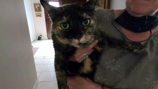 El gato que sobrevivió al Coronavirus sin gastar una de sus vidas