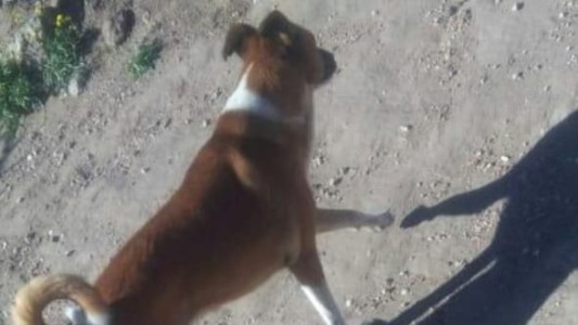 Extrema crueldad: denunció que un vecino sacó un arma y le disparó a su perra "porque le ladró"