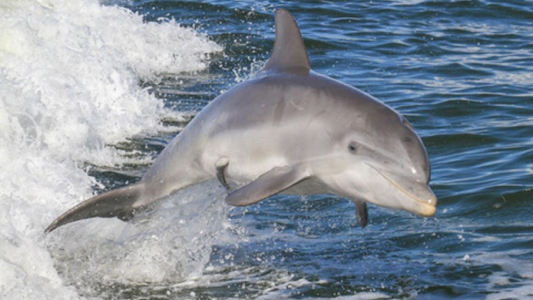 ¡Curioso! Hallaron un Delfín en extremo peligro de extinción nadando en el Río Paraná
