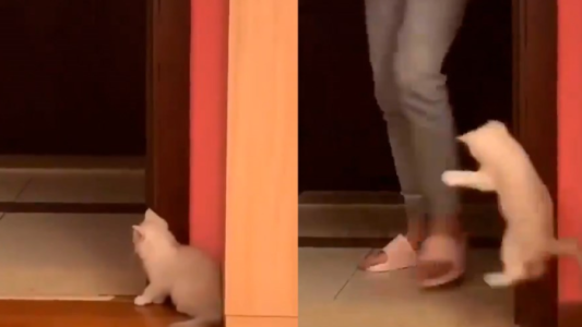 Lo más tierno que verás hoy: el gatito asustador