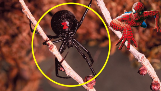 Tres hermanitos se hicieron picar por una araña para convertirse en superhéroes