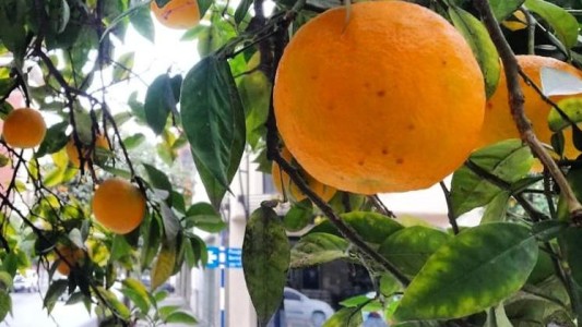 Campaña para el consumo casero de naranjas agrias del arbolado público: destacan el aporte de vitamina C