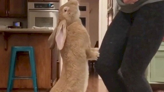 El enorme conejo que se hizo viral por vivir como si fuera una persona