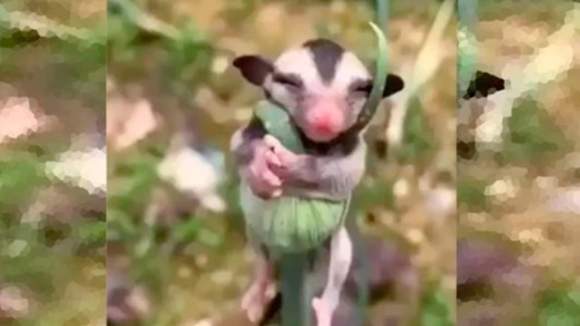 Video: la siesta de la zarigüeya bebé que enamora en las redes