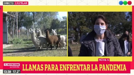 Investigadores encuentran en las llamas la clave para luchar contra el COVID-19